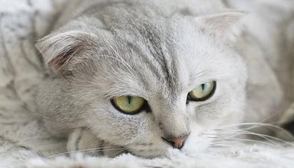 美股异动 | 选择Wormhole作为AUSD稳定币核心互操作解决方案 声网(API.US)高开逾6%