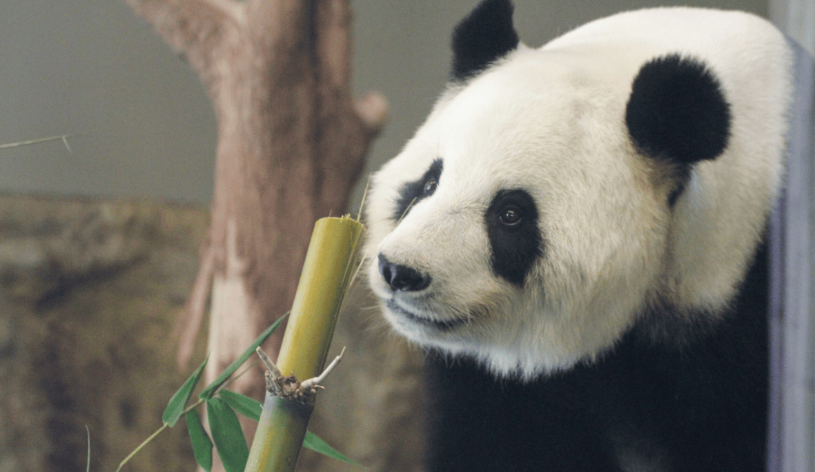 “网网”“福妮”生日快乐 阿德莱德动物园为旅澳大熊猫庆生