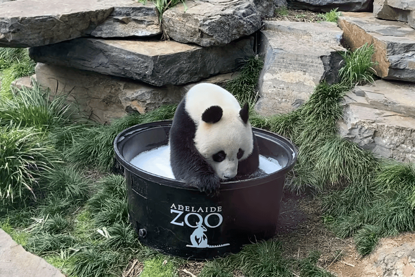 “网网”“福妮”生日快乐 阿德莱德动物园为旅澳大熊猫庆生