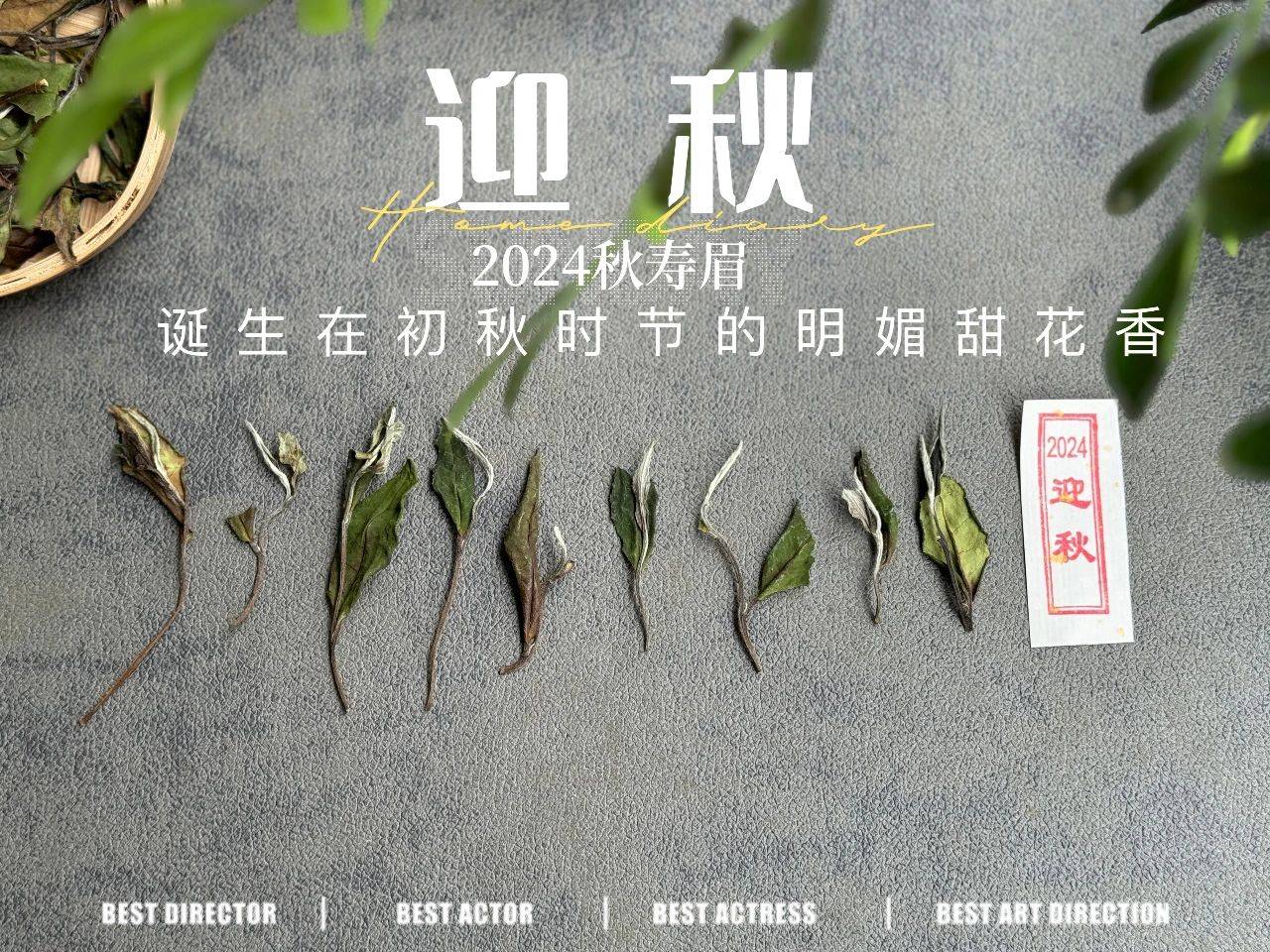 19.9元一斤的秋白茶，到底是惊喜？还是惊吓？扒一扒低价白茶真相