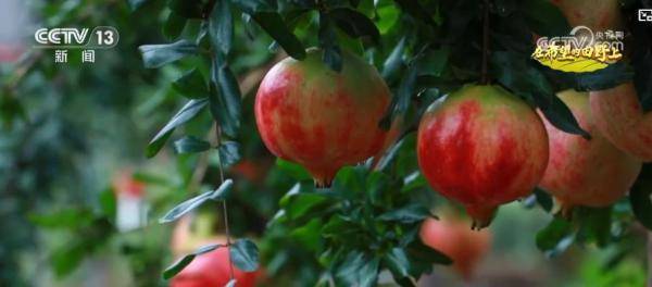产销两旺！“小特产”变身变身乡村振兴“致富果” 激活“甜蜜经济”新热力
