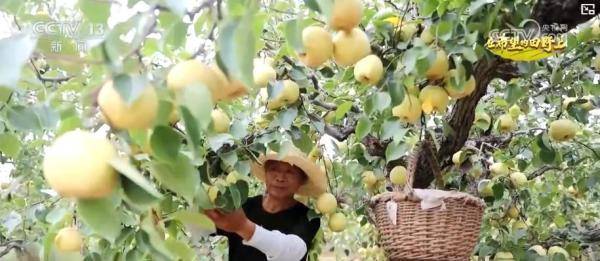 产销两旺！“小特产”变身变身乡村振兴“致富果” 激活“甜蜜经济”新热力