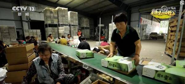 产销两旺！“小特产”变身变身乡村振兴“致富果” 激活“甜蜜经济”新热力