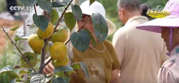 产销两旺！“小特产”变身变身乡村振兴“致富果” 激活“甜蜜经济”新热力