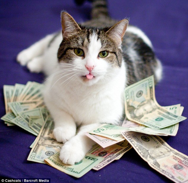 猫币(猫传腹是什么症状)
